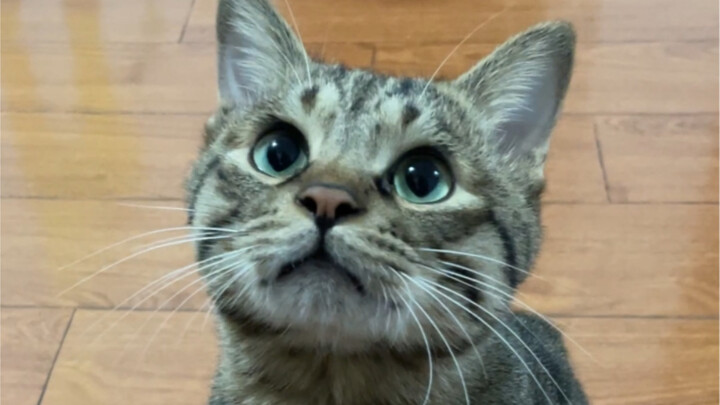 So cute, a little male kitten.