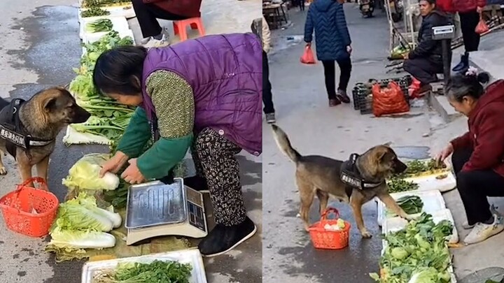 สุนัขซานตงคนหนึ่งไปซื้อผักโดยมีตะกร้าผักอยู่ในปาก และผักต่างๆ นานาชนิดก็น่าประทับใจ สิ่งเดียวที่เขาต