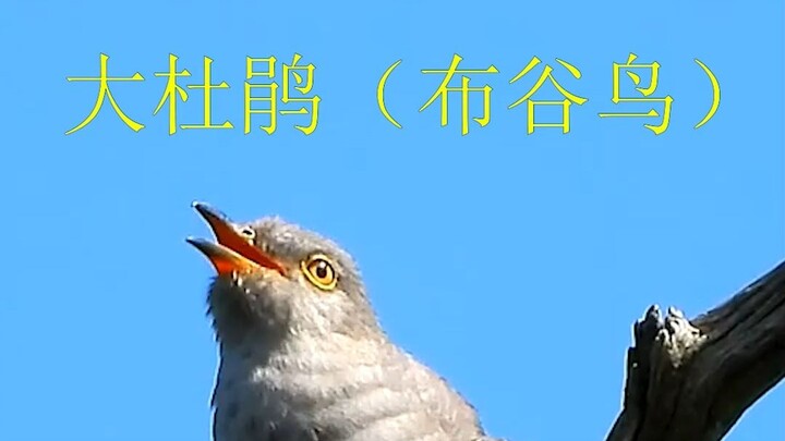 7 types of cuckoo calls—how many have you heard?