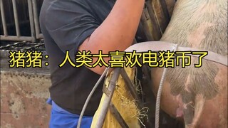 Babi: Manusia terlalu menyukai Koin E-pig