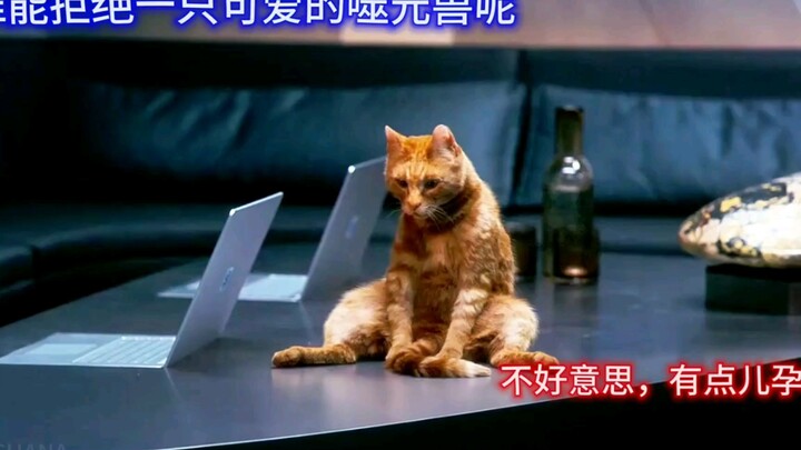 漫威里猫咪是很可怕的生物