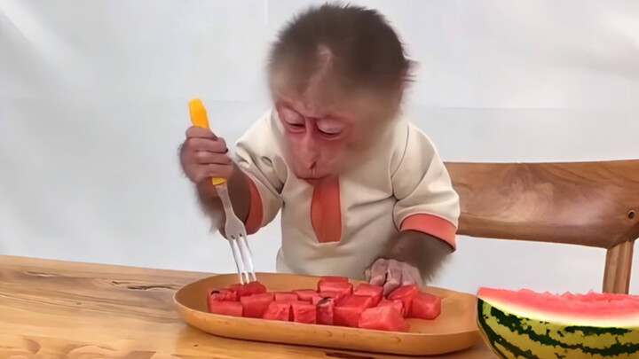 Setelah bekerja keras, si monyet kecil mendapatkan sepotong semangka yang sudah dipotong