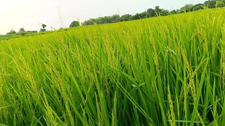 Mera hra bhra khet hai kaisa hai coment me btao bhai...blogs