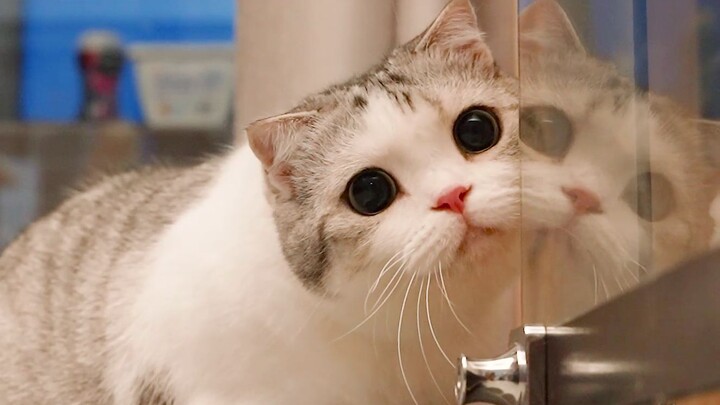 Chơi đùa với mèo theo kiểu nhập vai