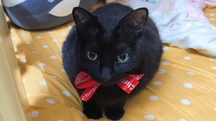 Aturan kucing, Xunmiao, meringkuk jadi satu gumpalan, Yiji dari Stay With Me