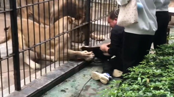 Insiden singa di Kebun Binatang Taman Zhongshan Shantou menyerang dan memakan seorang anak!