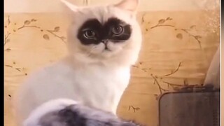 [Cats] They Never Cared About How They Looks