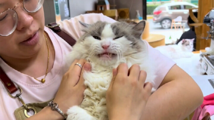 คุณไม่ใช่แมว แล้วคุณจะรู้ความสุขของแมวได้อย่างไร?