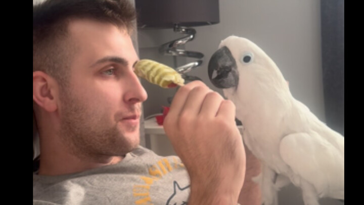 Seperti apa rasanya memelihara seekor burung kecil yang suka makan?