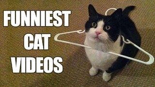 Funny Cat Video 2022