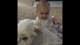 dog's making babies laugh is the cutest thing you will see today 🥰 | Dog lifestyle