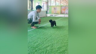 ngoan ngoãn , nghe lời đợi ba mẹ đến đón nữa thôi. poodle poodlechills dogcute🐶 cúncưng puppylove chó chó_cưng xuhuong xuhuongtiktok xuhướng