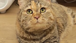 借问猫粮何处有，差点饿死小猫咪