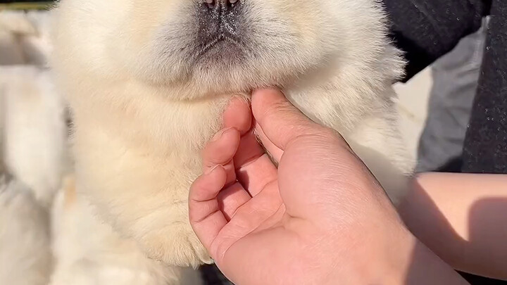 ตะลุยตลาดสัตว์เลี้ยงตามหาสุนัขพันธุ์ซงชื่อ