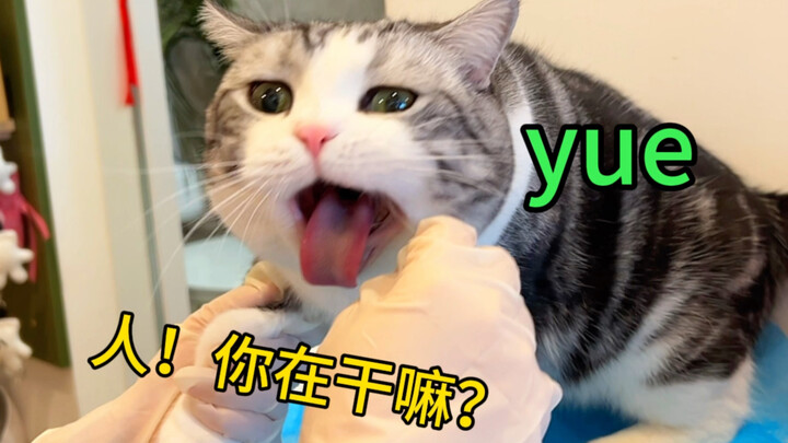 Kucing sosial yang ramah menyambut tamu, siapa sangka yang datang malah pakai jas putih yang ingin m