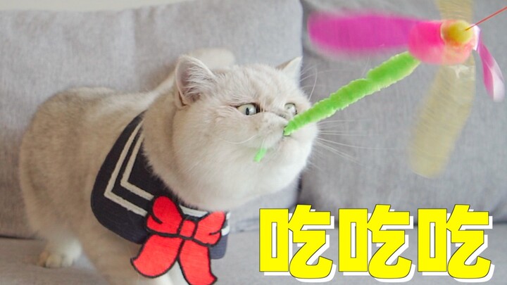 Menghabiskan 1.000 yuan untuk membeli mainan kucing, ternyata yang paling murah justru paling disuka