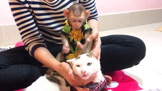 Big difference between monkeys and cat