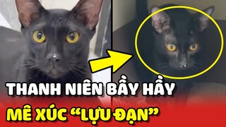 Chú mèo trở thành ĐỐI THỦ BẦY HẦY của Mỹ Diệu vì đam mê xúc "LỰU ĐẠN" 😂 | Yêu Lu