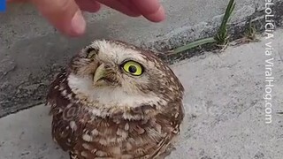 【Owl】An owlet that lost its mother and nest!