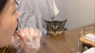 Cat: If I'd known, I should have kept wandering.