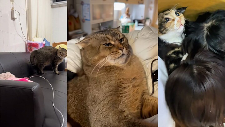 Mèo Mèo: Hãy chú ý đến cảm xúc của tôi, có biết nhìn sắc mặt không?