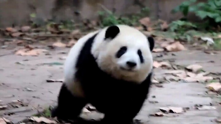 [Panda Hehua] สไตล์การวิ่งดุ๊กดิ๊กของแพนด้าน้อย