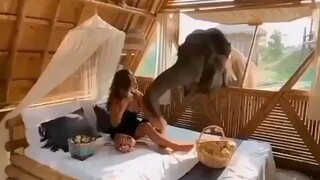 Elephant dropped in for breakfast