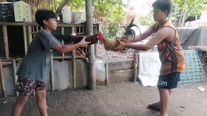 black bogan  legba banded