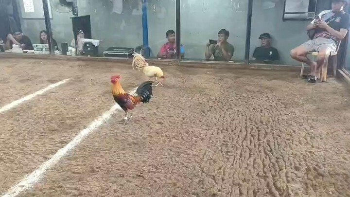 Malatuba Kanawayon Maestro Win