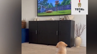 Tổng Hợp Những Khoảnh Khắc Hài Hước Của Động Vật 85 #hai