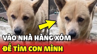 Chó mẹ xông vào nhà HÀNG XÓM để TÌM CON đã bị bán | Yêu Lu