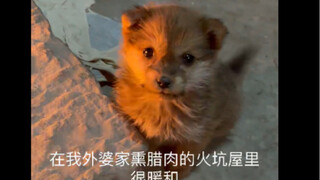 捡到的小狗在烤火，超可爱！快来看！