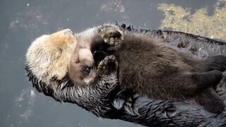Little sea otter baby sleeping in mom's arms—so adorable!