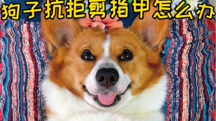 Dog: My biggest enemy in life is not nail clipping, but my grandpa