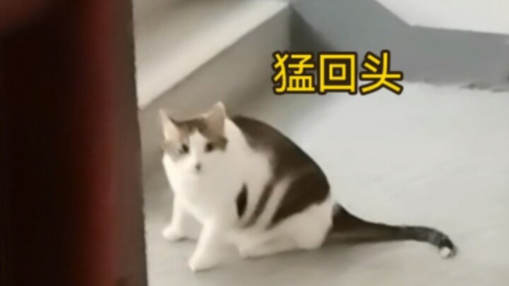 آه، صاحب المنزل مصاب برهاب الاجتماعيات، وحتى القط مصاب برهاب الاجتماعيات!