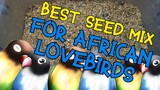 Best seed mix for your African Lovebirds and Cockatiel pet
