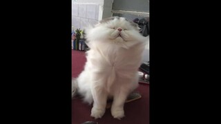 หมา แมวตลกๆ น่ารัก และ สัตว์โลกแสนซน Cute &Funny 25