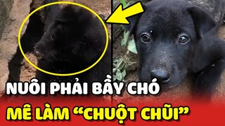 Bất lực khi nuôi phải BẦY CHÓ có đam mê làm CHUỘT CHŨI 😂 | Yêu Lu