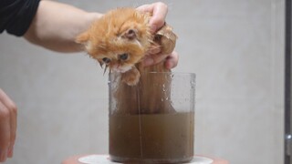 Air mandi anak kucing siapa yang berwarna hitam?