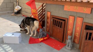 [Satwa] [Dog Person] Bagaimana cara memasak daging anjing?
