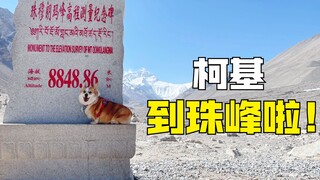 8848米！柯基成功登上了珠峰大本营！