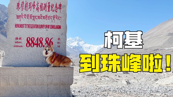 8848米！柯基成功登上了珠峰大本营！