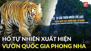 Thông tin mới về vụ hổ tự nhiên xuất hiện ở Vườn quốc gia Phong Nha - Kẻ Bàng
