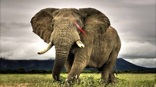 [Catatan tentang kandungan emas] Gajah itu masih hidup