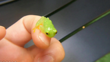 [Vlog] Little Pet Frog, the green fairy