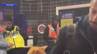 القطة: "هاها، البشر هم أبسط الكائنات للإمساك بها~"