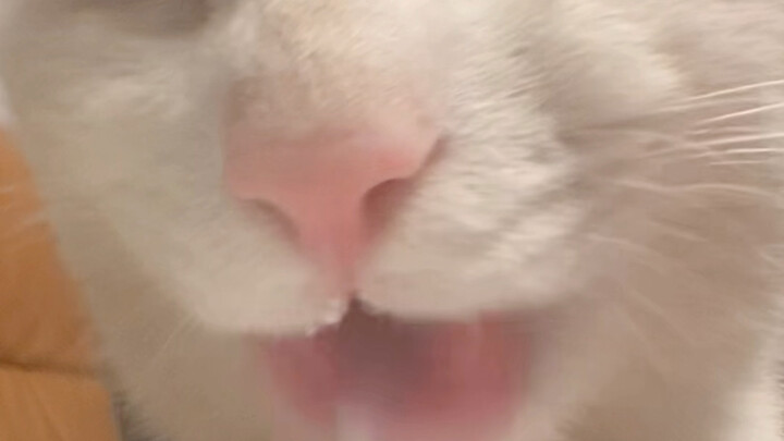 Drinking milk, slurp slurp—so delicious!