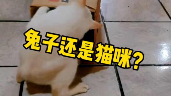 太神奇了，兔子猫咪混合体，看着像兔子，其实是猫咪