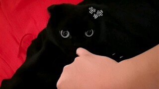 Don't keep a cat that can hide! 555555