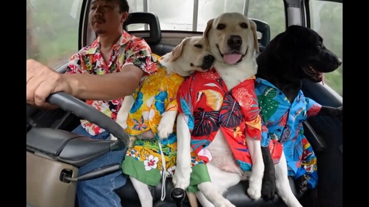 ชาวเน็ตไทยพาหมาเที่ยว ภาพช่างอบอุ่น แต่ที่นั่งเริ่มแน่นขึ้นเรื่อยๆแล้วนะ